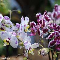 Orchideen Ausstellung in der Orangerie Elfenau 004.jpg